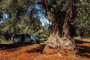 cose da fare in Puglia Scoprire la piana degli ulivi millenari