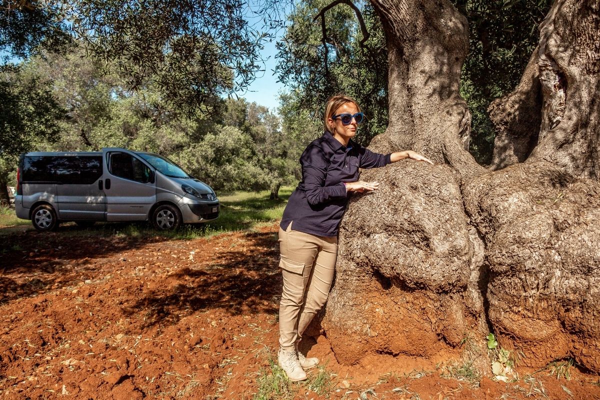 cose da fare in Puglia in estate Scoprire la piana degli ulivi millenari